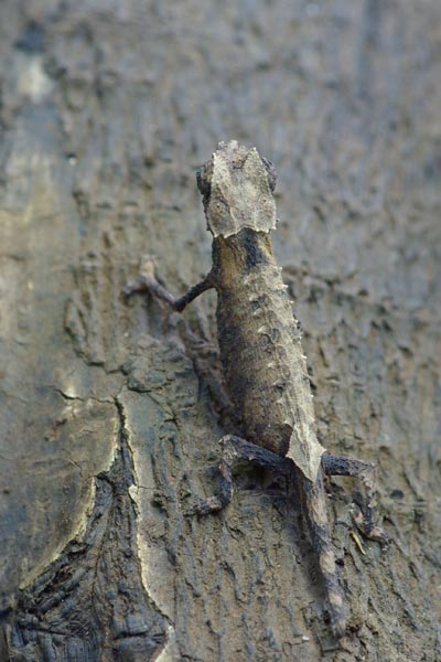 Plated Leaf Chameleon (Brookesia stumpffi)