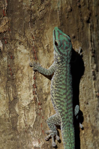 Northwestern Day Gecko (Phelsuma abbotti chekei)