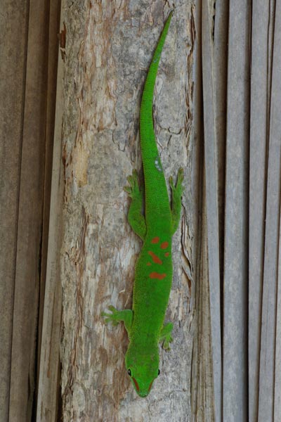 Giant Madagascar Day Gecko (Phelsuma grandis)