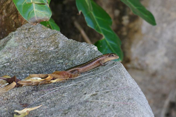 Madagascar Girdled Lizard (Zonosaurus madagascariensis madagascariensis)