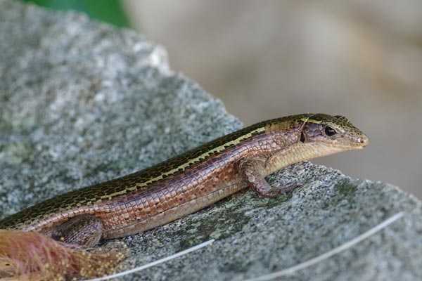 Madagascar Girdled Lizard (Zonosaurus madagascariensis madagascariensis)