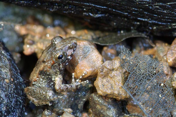 Warty Madagascar Frog (Mantidactylus ulcerosus)