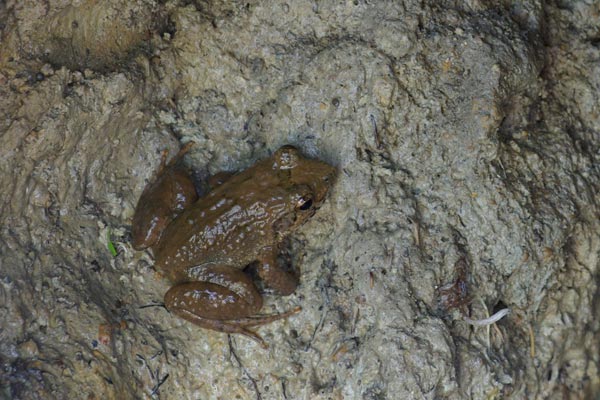 Warty Madagascar Frog (Mantidactylus ulcerosus)