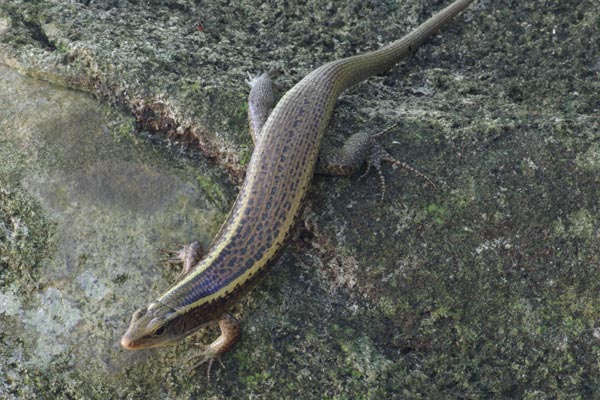 Madagascar Girdled Lizard (Zonosaurus madagascariensis madagascariensis)