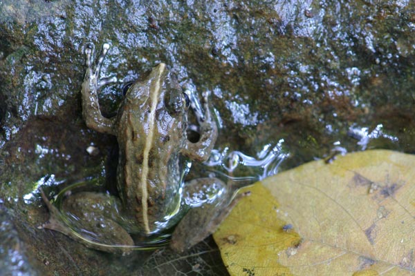 Warty Madagascar Frog (Mantidactylus ulcerosus)