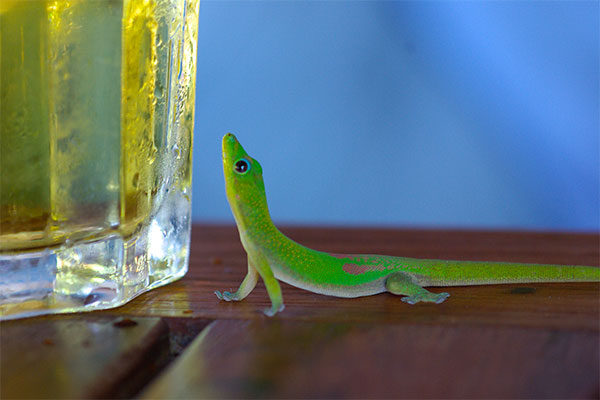 Gold Dust Day Gecko (Phelsuma laticauda laticauda)