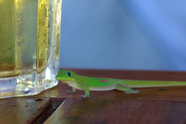 Gold Dust Day Gecko (Phelsuma laticauda laticauda)