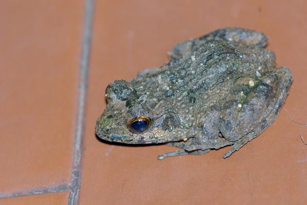 Warty Madagascar Frog (Mantidactylus ulcerosus)