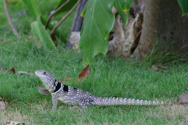 Madagascar Spiny-tailed Iguana (Oplurus cuvieri)