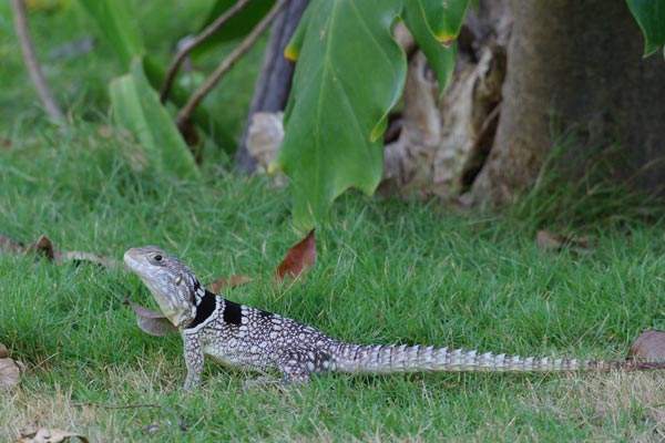 Madagascar Spiny-tailed Iguana (Oplurus cuvieri)