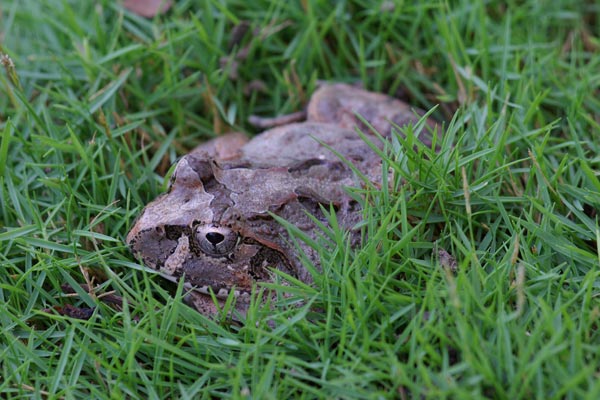 Madagascar Bullfrog (Laliostoma labrosum)