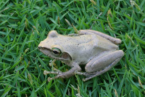 Douliot’s Bright-eyed Frog (Boophis doulioti)