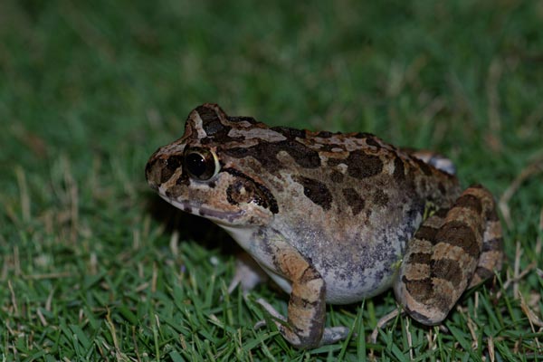 Madagascar Bullfrog (Laliostoma labrosum)