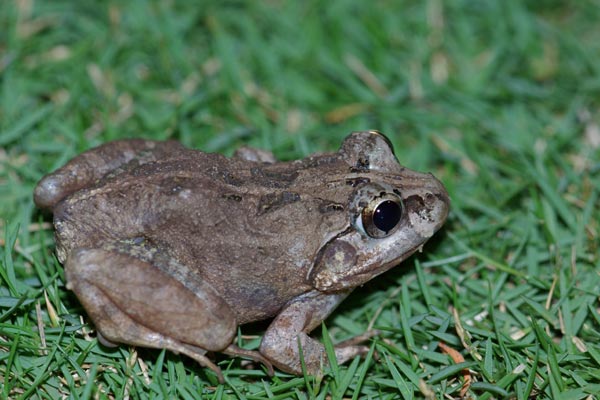 Madagascar Bullfrog (Laliostoma labrosum)