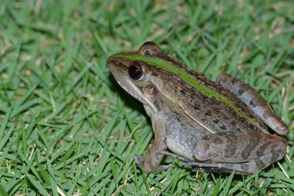 Mascarene Ridged Frog (Ptychadena mascareniensis)