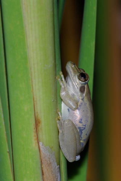 Douliot’s Bright-eyed Frog (Boophis doulioti)
