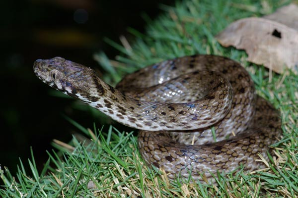 Malagasy Cat-eyed Snake (Madagascarophis colubrinus)