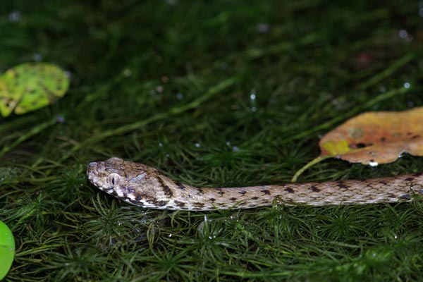 Malagasy Cat-eyed Snake (Madagascarophis colubrinus)