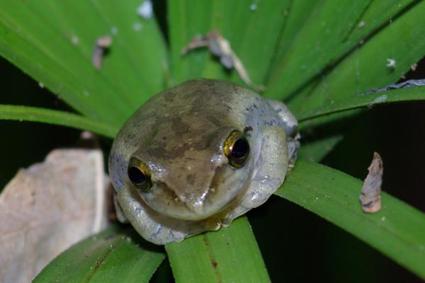 Douliot’s Bright-eyed Frog (Boophis doulioti)