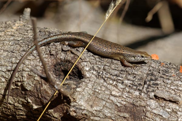 Madagascar West Coast Skink (Trachylepis tandrefana)