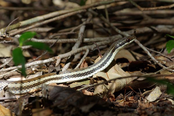 Bernier’s Striped Snake (Dromicodryas bernieri)