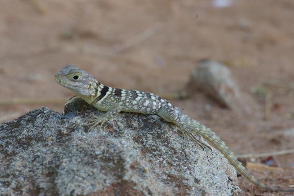 Madagascar Spiny-tailed Iguana (Oplurus cuvieri)