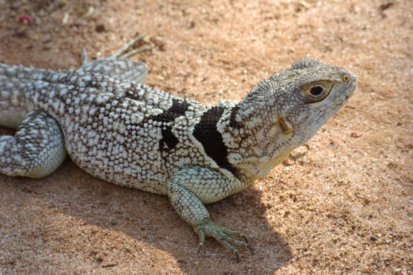 Madagascar Spiny-tailed Iguana (Oplurus cuvieri)