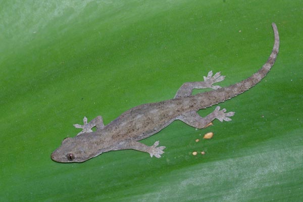 http://www.wildherps.com/images/herps/standard/07050830PD_gecko.jpg