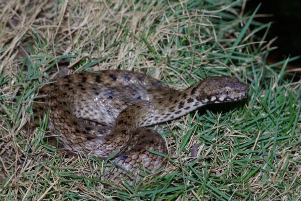 Malagasy Cat-eyed Snake (Madagascarophis colubrinus)