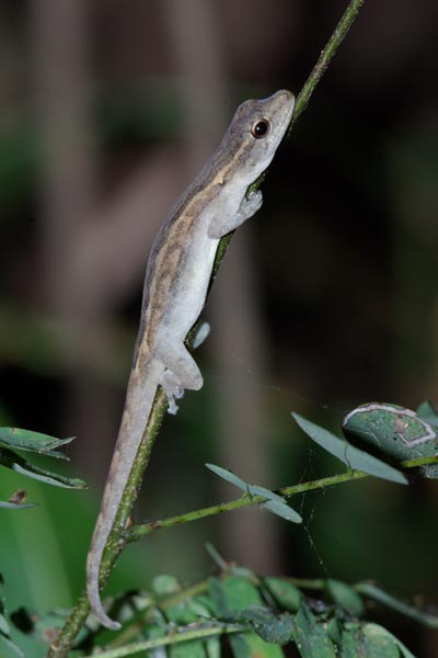 Grandidier’s Dwarf Gecko (Lygodactylus tolampyae)