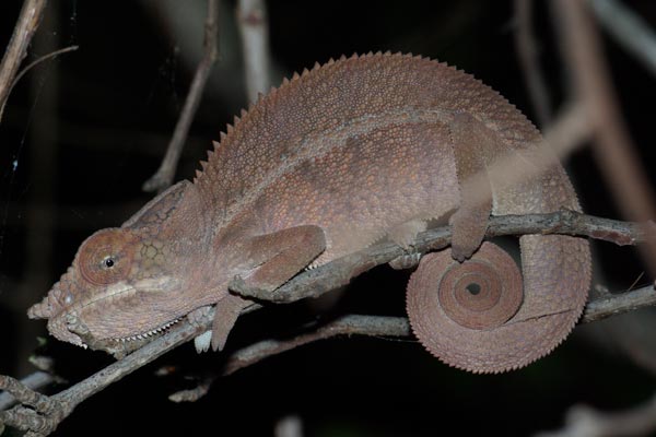 Angel’s Chameleon (Furcifer angeli)