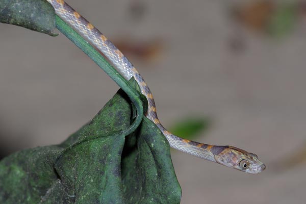 Ampijoroa Tree Snake (Lycodryas pseudogranuliceps)
