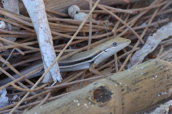 Elegant Mabuya (Trachylepis elegans)