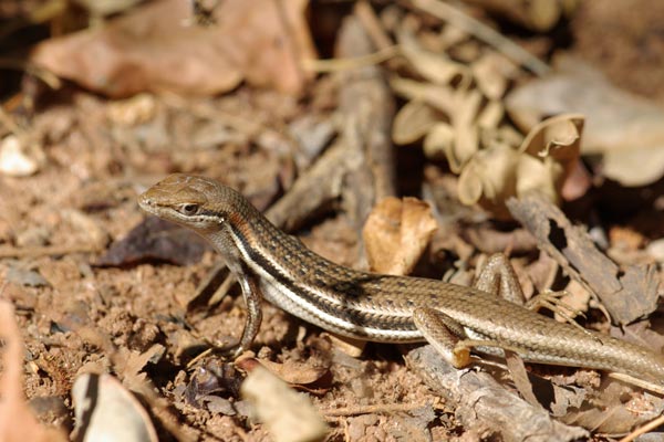 Elegant Mabuya (Trachylepis elegans)