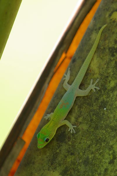 Angulated Day Gecko (Phelsuma laticauda angularis)