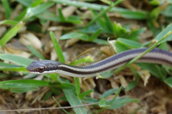 Bernier’s Striped Snake (Dromicodryas bernieri)