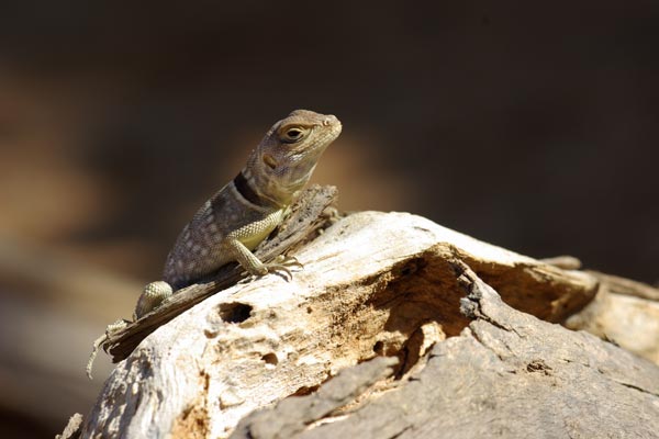 Madagascar Spiny-tailed Iguana (Oplurus cuvieri)