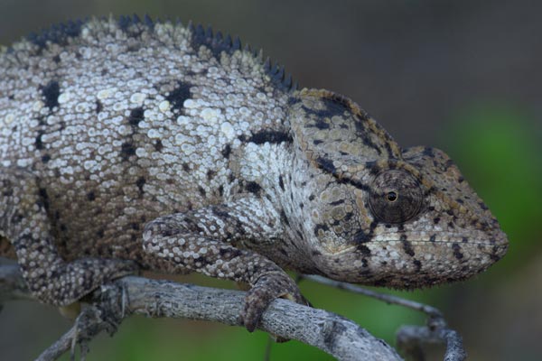 Oustalet’s Chameleon (Furcifer oustaleti)