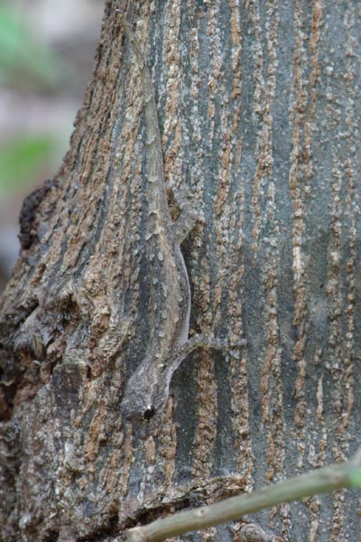 Grandidier’s Dwarf Gecko (Lygodactylus tolampyae)