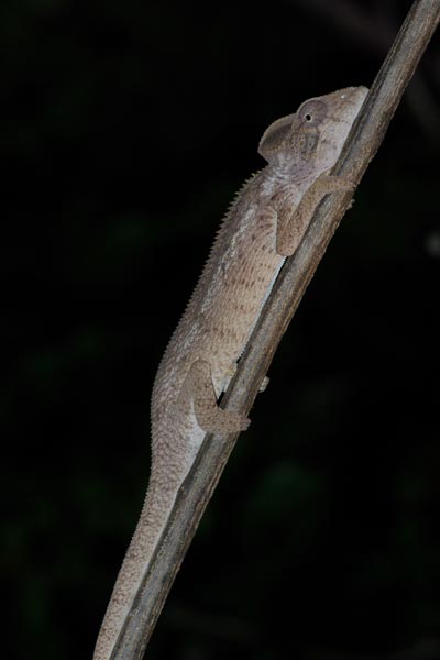 Oustalet’s Chameleon (Furcifer oustaleti)