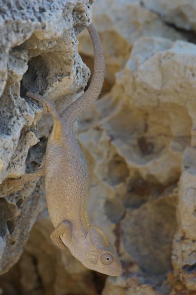 Oustalet’s Chameleon (Furcifer oustaleti)