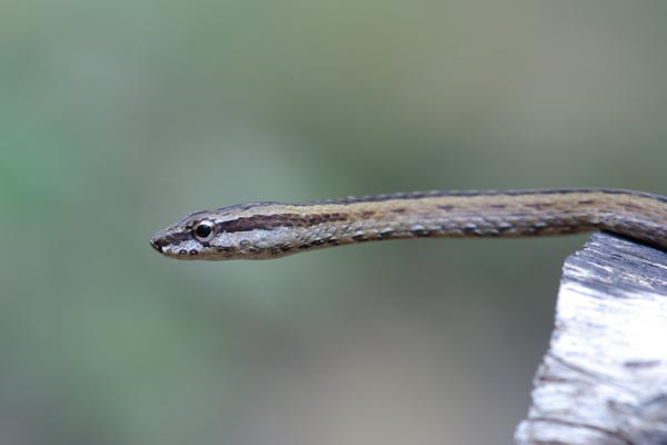 Common Big-eyed Snake (Mimophis occultus)
