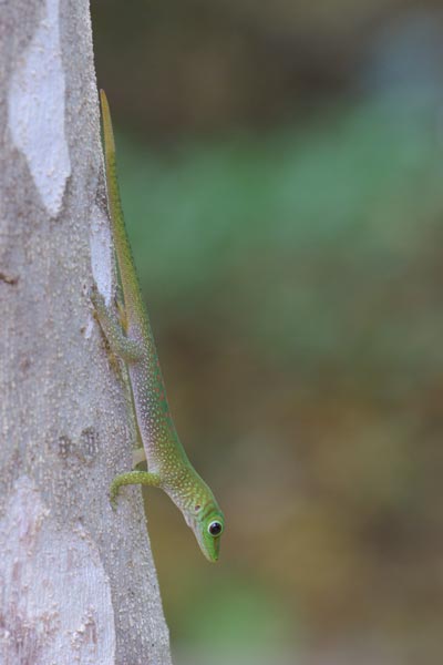 Koch’s Day Gecko (Phelsuma kochi)