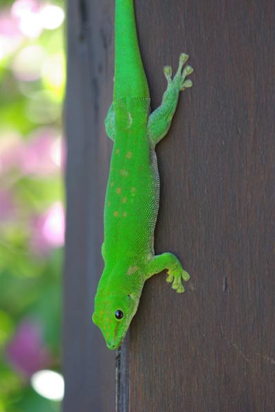 http://www.wildherps.com/images/herps/standard/07051008PD_gecko.jpg