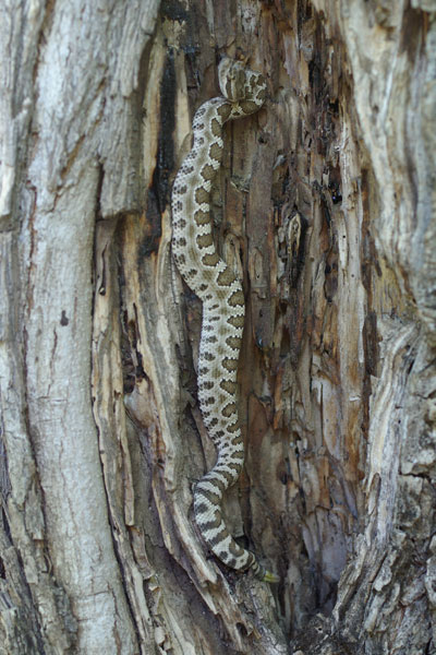 Northern Pacific Rattlesnake (Crotalus oreganus oreganus)