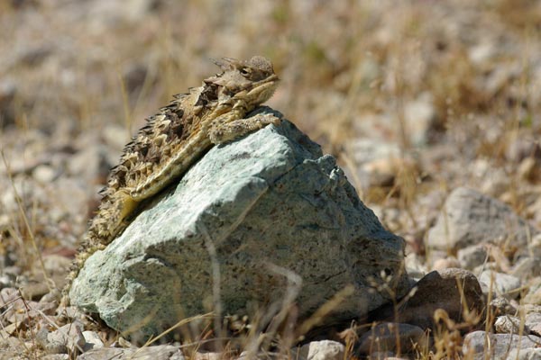 Blainville’s Horned Lizard (Phrynosoma blainvillii)