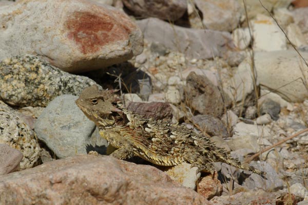 Blainville’s Horned Lizard (Phrynosoma blainvillii)