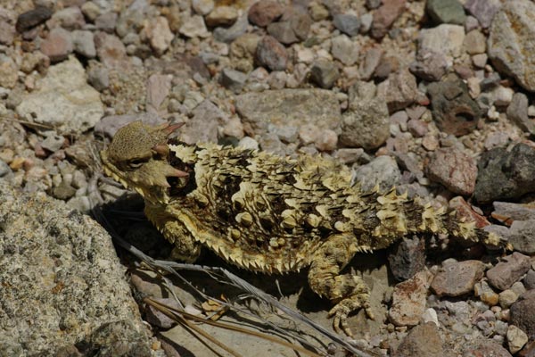 Blainville’s Horned Lizard (Phrynosoma blainvillii)