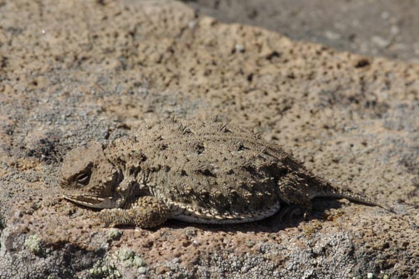 Pygmy Short-horned Lizard (Phrynosoma douglasii)