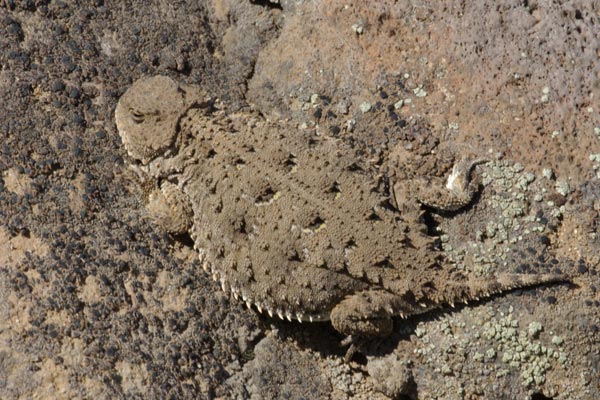 Pygmy Short-horned Lizard (Phrynosoma douglasii)